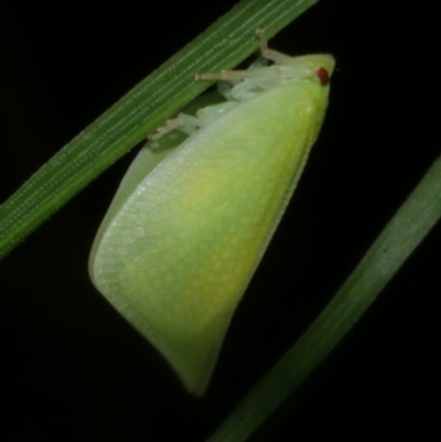 Siphanta sp. (genus) (Green planthopper, Torpedo bug) at WendyM's farm at Freshwater Ck. - 16 Mar 2024 by WendyEM