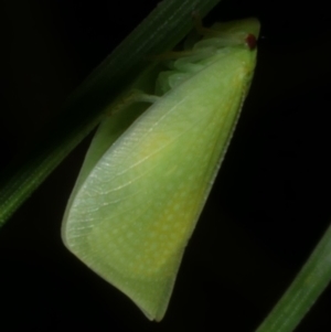 Siphanta sp. (genus) at Freshwater Creek, VIC - 16 Mar 2024