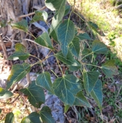 Brachychiton populneus at Cooleman Ridge - 22 Apr 2024