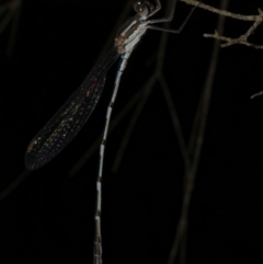 Austrolestes leda (Wandering Ringtail) at Freshwater Creek, VIC - 16 Mar 2024 by WendyEM