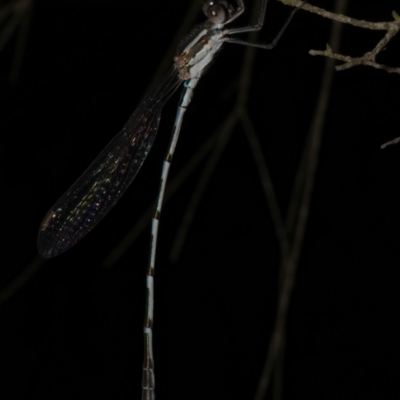 Unidentified Damselfly (Zygoptera) at Freshwater Creek, VIC - 16 Mar 2024 by WendyEM