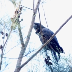 Calyptorhynchus lathami (Glossy Black-Cockatoo) at Broulee Moruya Nature Observation Area - 21 Apr 2024 by Gee