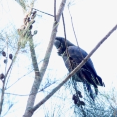 Calyptorhynchus lathami lathami (Glossy Black-Cockatoo) at Broulee Moruya Nature Observation Area - 21 Apr 2024 by Gee