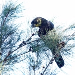 Calyptorhynchus lathami lathami (Glossy Black-Cockatoo) at Broulee, NSW - 22 Apr 2024 by Gee