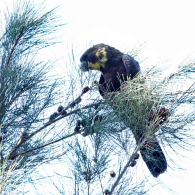 Calyptorhynchus lathami lathami (Glossy Black-Cockatoo) at Broulee, NSW - 22 Apr 2024 by Gee