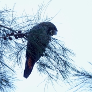 Calyptorhynchus lathami lathami at Broulee, NSW - suppressed