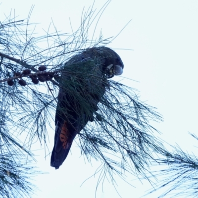 Calyptorhynchus lathami lathami (Glossy Black-Cockatoo) at Broulee, NSW - 21 Apr 2024 by Gee