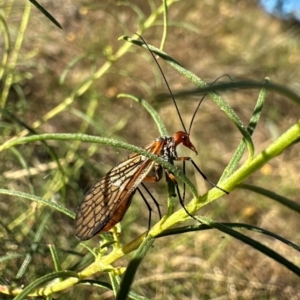 Chorista australis at Mount Ainslie - 21 Apr 2024