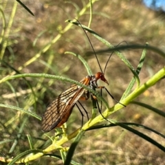 Chorista australis (Autumn scorpion fly) at Hackett, ACT - 21 Apr 2024 by Pirom