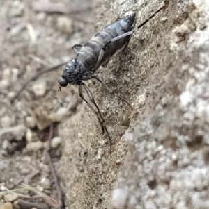 Boreoides subulatus at Tidbinbilla Nature Reserve - 21 Apr 2024