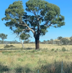 Eucalyptus melliodora at Denman Prospect, ACT - 22 Apr 2024