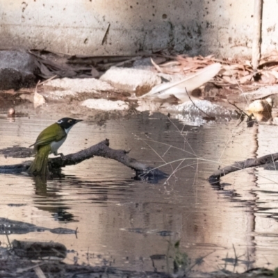 Melithreptus lunatus (White-naped Honeyeater) at Higgins, ACT - 8 Apr 2024 by Untidy