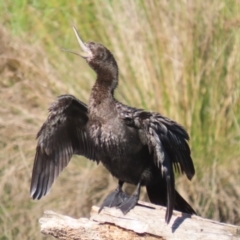 Phalacrocorax sulcirostris (Little Black Cormorant) at Tuggeranong Creek to Monash Grassland - 22 Apr 2024 by RodDeb