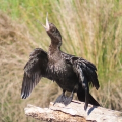 Phalacrocorax sulcirostris at Isabella Pond - 22 Apr 2024 01:10 PM