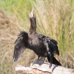 Phalacrocorax sulcirostris at Isabella Pond - 22 Apr 2024