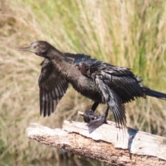 Phalacrocorax sulcirostris at Isabella Pond - 22 Apr 2024 01:10 PM