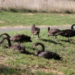 Cygnus atratus (Black Swan) at Isabella Pond - 22 Apr 2024 by RodDeb