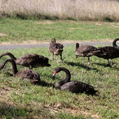 Cygnus atratus (Black Swan) at Monash, ACT - 22 Apr 2024 by RodDeb