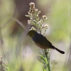 Zosterops lateralis (Silvereye) at Tuggeranong Creek to Monash Grassland - 22 Apr 2024 by RodDeb