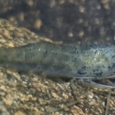 Unidentified Other Crustacean at Bungendore, NSW - 22 Apr 2024 by clarehoneydove