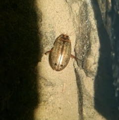 Rhantus suturalis (A predaceous diving beetle) at Bungendore, NSW - 22 Apr 2024 by clarehoneydove