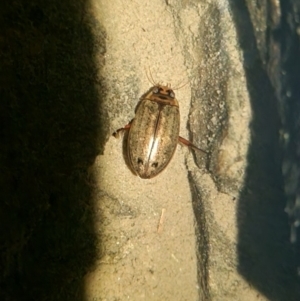 Rhantus suturalis at QPRC LGA - suppressed