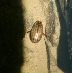 Rhantus suturalis (A predaceous diving beetle) at suppressed - 22 Apr 2024 by clarehoneydove