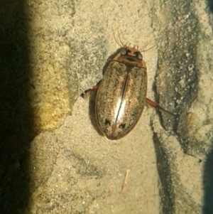 Rhantus suturalis at QPRC LGA - suppressed