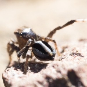 Maratus chrysomelas at Namadgi National Park - 21 Apr 2024 10:00 AM