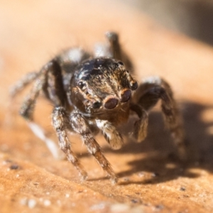 Maratus chrysomelas at Namadgi National Park - 21 Apr 2024 10:00 AM