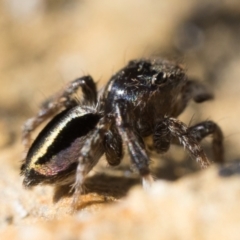 Maratus chrysomelas at Namadgi National Park - 21 Apr 2024 10:00 AM