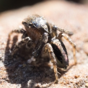 Maratus chrysomelas at Namadgi National Park - 21 Apr 2024 10:00 AM