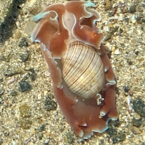 Hydatina physis (Brown-line Paperbubble) at Batemans Marine Park by balgalalvalley