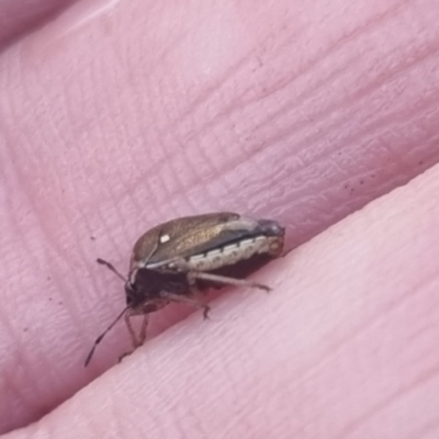 Eysarcoris sp. (genus) (A stink bug) at Bungendore, NSW - 22 Apr 2024 by clarehoneydove