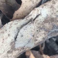 Meritastis polygraphana (Mottled Bell Moth) at suppressed - 22 Apr 2024 by clarehoneydove