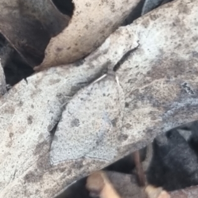 Meritastis polygraphana (Mottled Bell Moth) at suppressed - 22 Apr 2024 by clarehoneydove