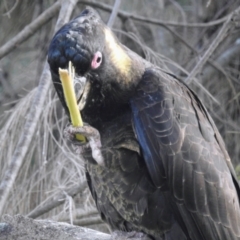 Zanda funerea (Yellow-tailed Black-Cockatoo) at Kambah, ACT - 21 Apr 2024 by HelenCross