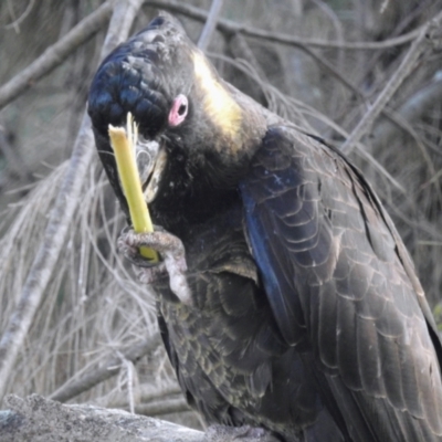 Zanda funerea (Yellow-tailed Black-Cockatoo) at Lions Youth Haven - Westwood Farm - 21 Apr 2024 by HelenCross