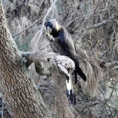 Zanda funerea at Lions Youth Haven - Westwood Farm A.C.T. - 22 Apr 2024 08:42 AM