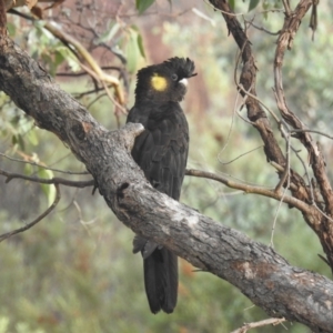 Zanda funerea at Lions Youth Haven - Westwood Farm A.C.T. - 22 Apr 2024 08:42 AM