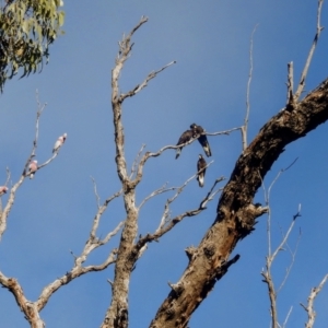 Zanda funerea at Lions Youth Haven - Westwood Farm A.C.T. - 22 Apr 2024 08:42 AM