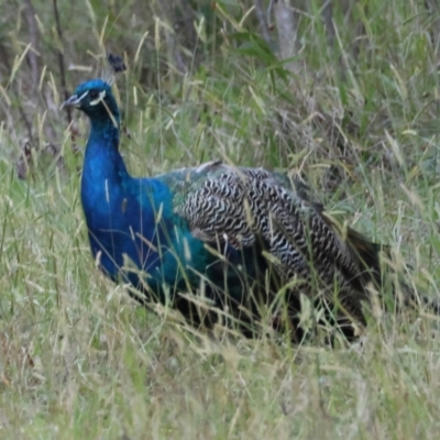 Pavo cristatus (Indian Peafowl) at Mongarlowe River - 22 Apr 2024 by LisaH