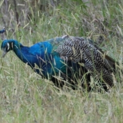 Pavo cristatus at QPRC LGA - 22 Apr 2024