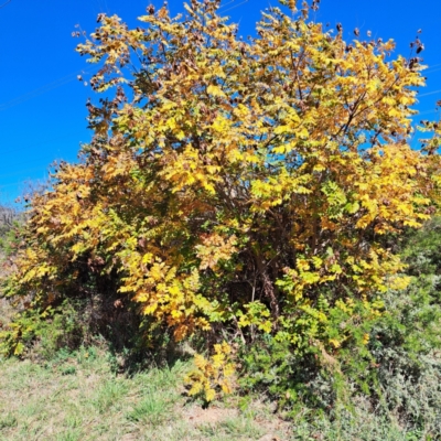 Koelreuteria paniculata (Golden Rain Tree) at Watson Green Space - 22 Apr 2024 by abread111