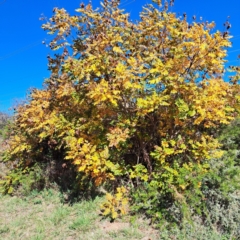 Koelreuteria paniculata (Golden Rain Tree) at Watson Green Space - 22 Apr 2024 by abread111