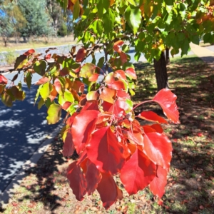 Pyrus calleryana at Watson, ACT - 22 Apr 2024