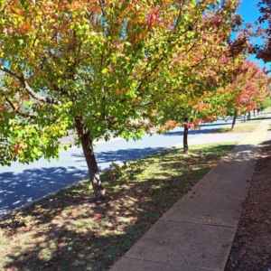 Pyrus calleryana at Watson, ACT - 22 Apr 2024