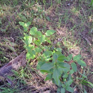 Viburnum tinus at Mount Majura - 22 Apr 2024 12:42 PM