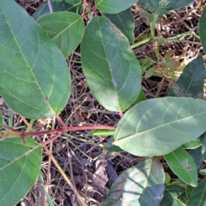 Viburnum tinus at Mount Majura - 22 Apr 2024 12:42 PM