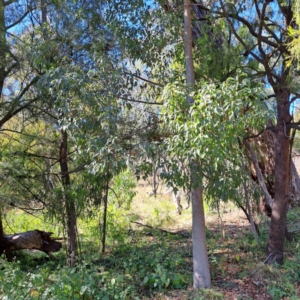 Brachychiton populneus subsp. populneus (Kurrajong) at Mount Majura by abread111